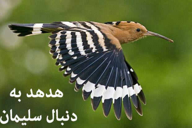 Image result for ‫هدهد‬‎